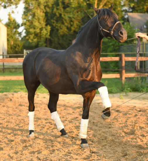 Braunes Pferd auf einem Reitplatz