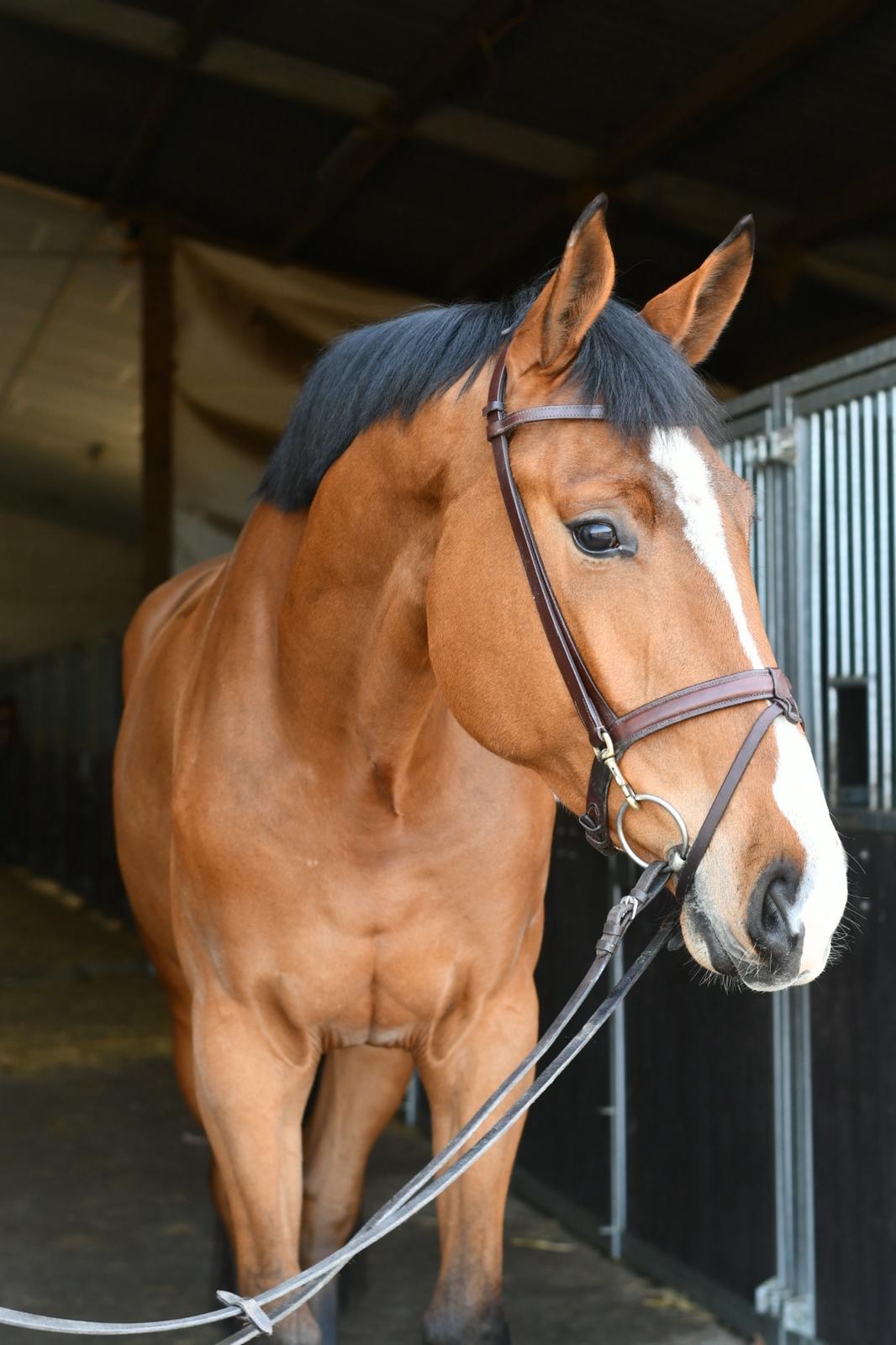 Red rum: Pferdeporträt aus dem Originalinserat