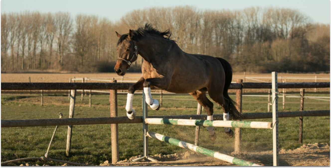 Pferd beim Freispringen